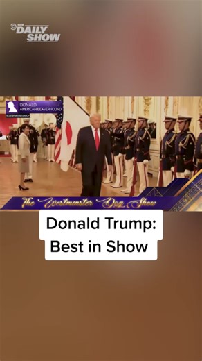 Donald the Old American Beaverhound Shines at Westminster