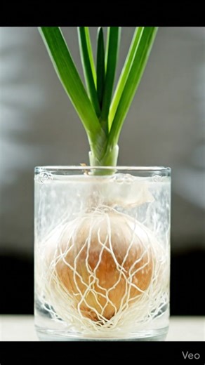 Onion Growing Timelapse in Water 🧅 | Roots & Green Leaves Growth in Glass (4K Macro) #growth #viral