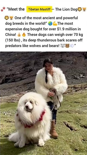 Tibetan Mastiff dog 😲#dog #animals #animalfacts #wildlife #nature #shorts