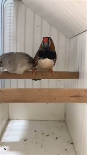 finches pair#1millionsubscribers #nonstoptalkingparrot #trendingshorts #mizogaming #mizotrends#mizo