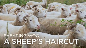 51 reactions · 15 shares | We’re in the thick of shearing season. We all need to get our hair cut occasionally, it's just the same for the sheep. Take a minute to watch this clip explaining a sheep's haircut. | Experience Wool | Facebook