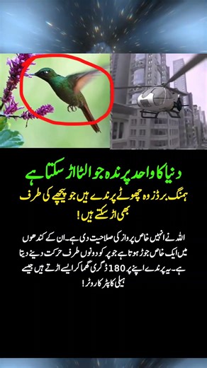 The Only Bird That Can Fly Backwards! 🐦✨