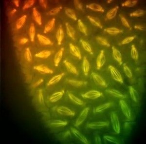 Mitosi in real time | Scienzintasca