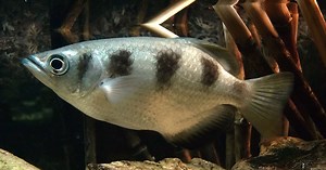 Une découverte fascinante : cette espèce de poisson est capable de reconnaître les visages humains