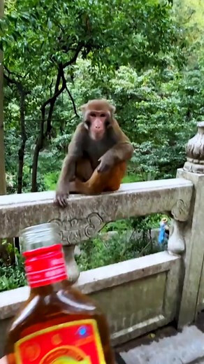 Hahaha delicious . #monkeys #monkey #animals #wildlife #nature #pets #cute #birds #funny #bird #love | Hello Monkey CC