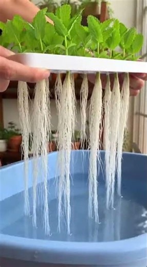 Fresh mint at home with a clean and practical technique.