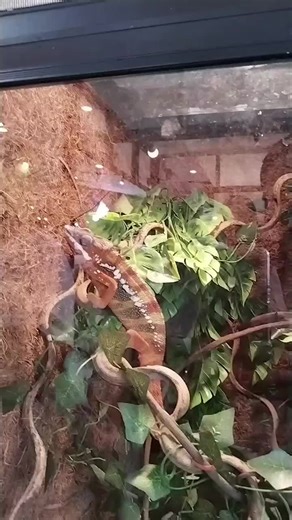 sai free บน TikTok