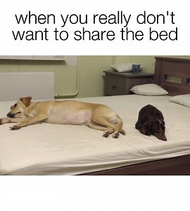 How to take over the bed. | Best Videos In The World