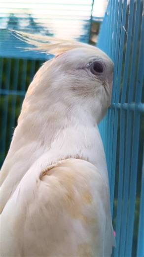 Cockatiel Responds to Prompts Like a Human #trending #shorts
