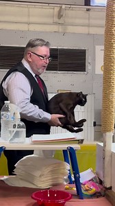 17K views · 536 reactions | 헕험헥헠헨헦헜헡헚 헕헢헢헚헜험 헢헢헚헜험 헢헢헚헜험. Burmese. #cfacatshows #burmesecat #meow | New Vision Cat Club | Facebook