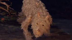 Dog | Elden Ring Wiki