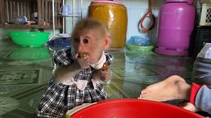 2K views · 161 reactions | Princess ZIM looks so cute when she asks for candy from her brother Thinh - Monkey Zim | Zim Family | Facebook