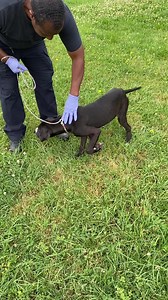 RESCUED! HANK - ID#A018566 My name is HANK. I am a male, black and white Pit Bull Terrier. The shelter staff think I am about 4 months old. I weigh approximately 29.00 lbs. I am located at Animal Control Headquarters. I am available to go my new home on or after May 19, 2023 I have been at the shelter since May 15, 2023. This information was refreshed 44 minutes ago and may not represent all of the animals at the Clayton County Animal Control. *CLAYTON COUNTY ANIMAL CONTROL HAS TWO FACILITIES* H