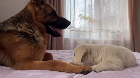 German Shepherd and Golden Retriever Puppy Share Sweet Friendship