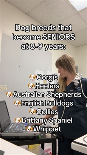 Dr. Amanda, Senior Pet Veterinarian DVM | CVA | We need to retire the “age x 7” myth. Veterinary medicine considers a pet senior in the last ~25% of their expected lifespan and that... | Instagram