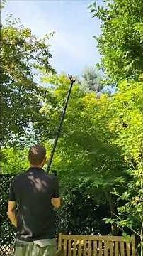 Summer Pruning Tips for Acer Trees