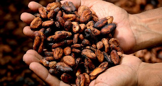 ¿Qué son los nibs de cacao y cómo se comen? - Gourmet de México: Vive el placer de la gastronomía.