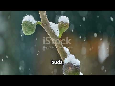 Why Your Fig Tree Isn't Producing Figs - 10 Reasons and Solutions