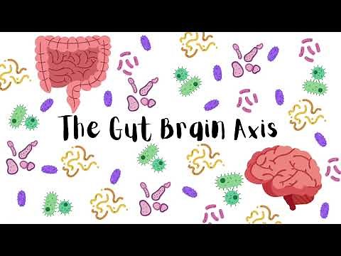 The Gut and Brain: A Surprising Connection