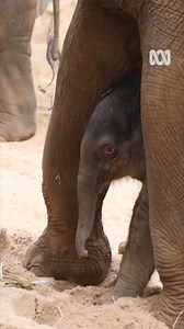 10K views · 839 reactions | Melbourne Zoo has baby news! Asian Elephant Dokkoon gave birth in the early hours to a healthy calf after a 22-month pregnancy. The sex of the newborn is yet to be determined. It's the first elephant calf to be born at the Zoo through natural conception. Luk Chai, a first-time father, visited from Taronga Western Plains Zoo in December 2020. Two more calves are due early next year. A competition will be held to name the new addition. | ABC Melbourne | Facebook