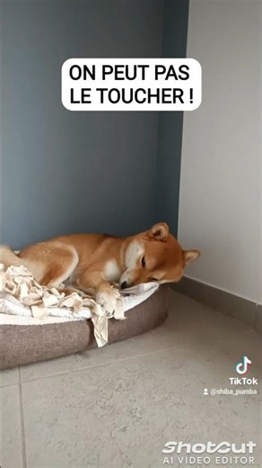 PUMBA, LE NOUVEAU CHIEN DE CHEZ TESLA ! #youtubeshorts #comedy #dog #explore #funnyvideo