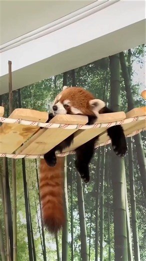 Panda Tried to Escape Again 🐼