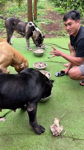 The biggest bandogs in Vietnam