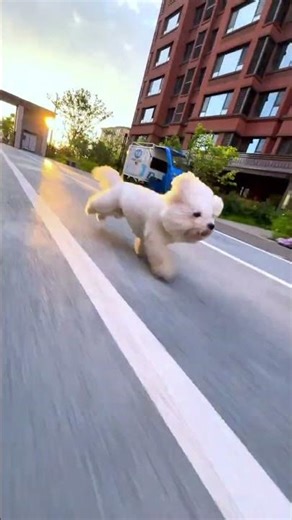 The training plan of muscle-building dog is coming!