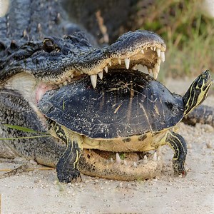 Circumstances ironic, the turtle was clamped by the crocodile. Join us to get more information: Amazing Animals | Wild World