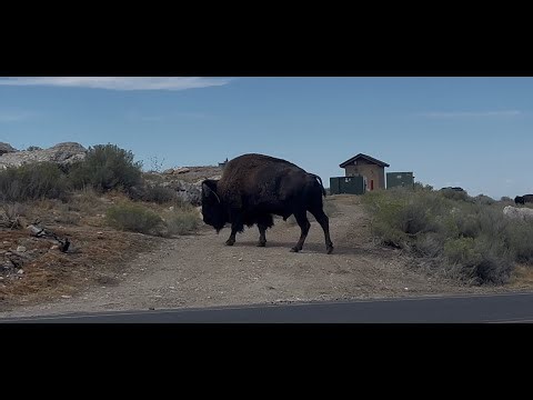 Biking Antelope Island | Bison Sightings & Stunning Mountain Scenery