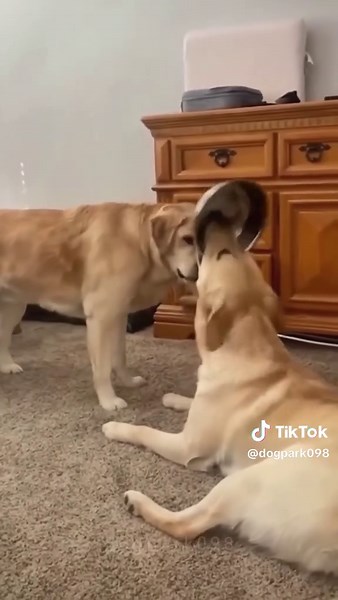 Two Dogs Having Fun Together: A Comical Encounter