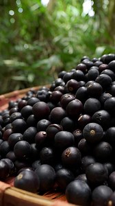 138K views · 26 reactions | Introducing Matcha Base — a new era.​ We’ve created a lot around purple — around açaí. But every era brings a new color, a new energy. This one’s green.​ Rich, smooth, and creamy with that smooth, umami depth you only get from real matcha.​ Vibrant, refined, and unmistakably OAKBERRY. Available now at select stores only. | OAKBERRY USA | Facebook