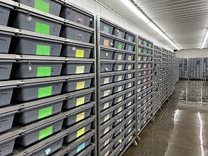 2021 Royal Constrictor Designs Ball Python breeding facility tour- Part 1