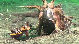7.9K views · 71 reactions | The flamboyant cuttlefish inhabits...