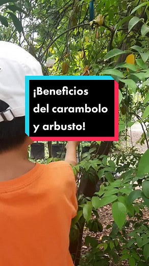 Beneficios del carambolo y su arbusto ornamental