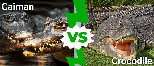 Caiman vs. Crocodile: How are They Different?