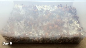 Unmodified Monotub Timelapse, as promised!