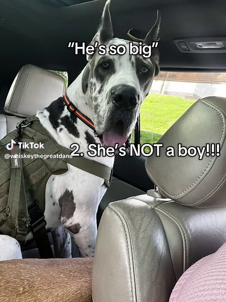 Girls can be big too!!! . . . . . . . . . #greatdanesoftiktok #greatdane #capcut #greatdanepuppy #fyp #funnyvideos #puppydog #foryou #funny #funnydogsoftiktok #dogsoftiktok #dogtok #greatdanetiktok #bigdogsoftiktok #trend #trending #silly #sillydog #dogtrends #blowthisup