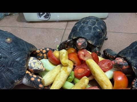 Rombongan Kura-kura Lahap Makan Tomat dan Kembang Sepatu 🍅🐢| Mukbang Santai Live Panjang