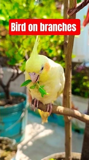 Bird on branches #birds#bengali #gallifstreetpetmarket #supportmychannel