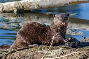 Otters in Florida: The Waters You'll Find Them in   Are They Safe?