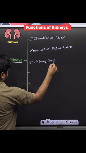 160K views · 3.1K reactions |  Functions of Kidneys 樂 !! #quiz #kidney #function #sciencefacts #biology #gkquestion #knowledge #education #study #exams #NEET #upsc #knowledgeispower #science #facebookreelsviral #fbreelsvideo #facebookreelsvideo #fbreelsviral #facebookreels #reelsviral #reelsfb | Krishna Thakur | Facebook