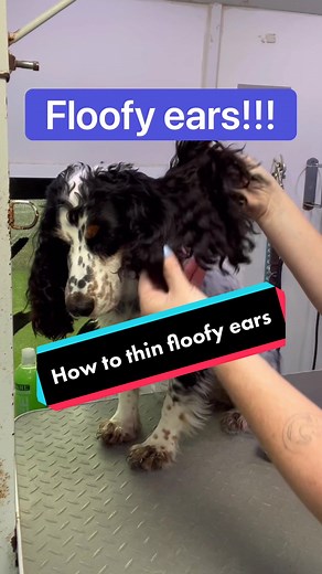 Cocker Spaniel Ear Grooming Tips | Reduce Drying Time and Prevent Infections