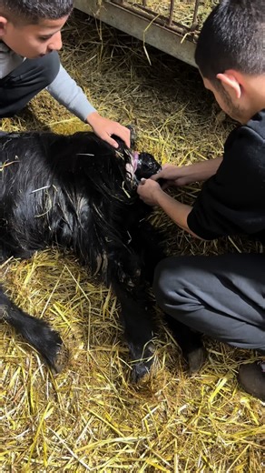 المحارب المجهول ב-TikTok