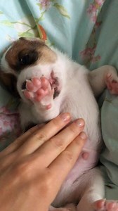75K views · 2.9K reactions | Hi! Sorry for our little absence. I drowned my phone  while watering plants  it took a while to fix it. It's working now and let's hope it stays this way! A little puppy belly massage for you ❤️ #puppy #jrtpuppy | Gymrussells | Facebook