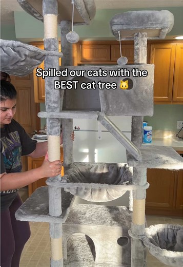 We LOVE it #cattree #cattrees #cattower #happycats #catsoftiktok
