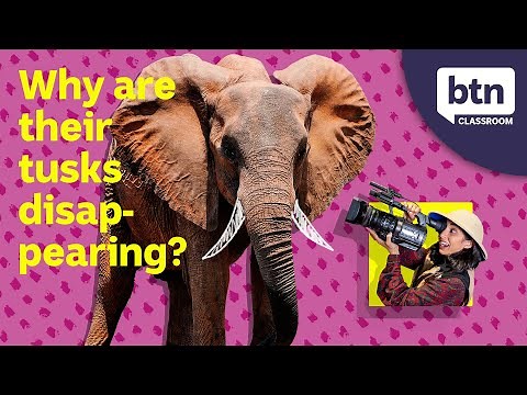 Elephant Evolution - Behind the News