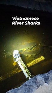 11 reactions · 4 comments | The Pangasius hypophthalmus, also known...