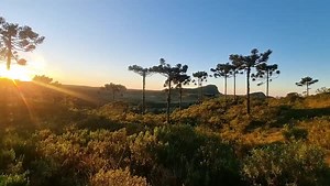 Thriving ecosystems provide a place for endangered species to call home 🦌 Once covering 17 Brazilian states, the Atlantic Forest now retains just 12.5% of its original area. The Araucaria Conservation Programme is dedicated to restoring this vital ecosystem, helping local species to thrive. Learn more about this collaborative effort: https://bit.ly/48AivTs | Tetra Pak
