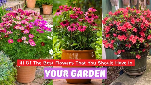 How to choose the best flowers for your garden